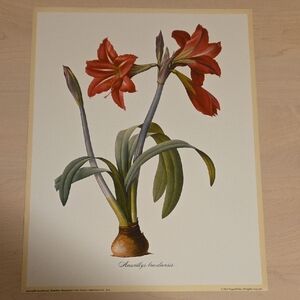 Amaryllis brasiliensis (Brazilian Amaryllis) Poster by Pierre-Joseph Redoute